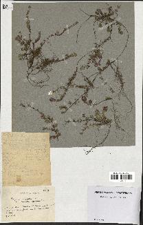 spécimen de Thymus serpyllum