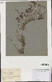 spécimen de Thymus serpyllum