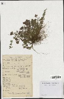 spécimen de Thymus serpyllum