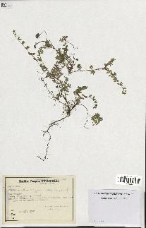 spécimen de Thymus serpyllum