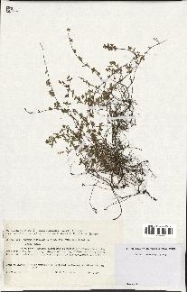 spécimen de Thymus serpyllum