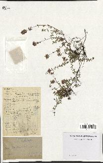 spécimen de Thymus serpyllum