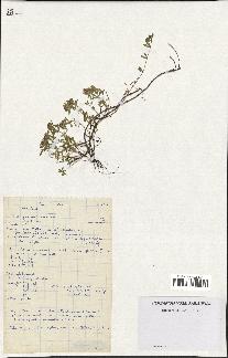 spécimen de Thymus serpyllum