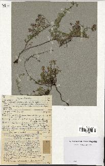 spécimen de Thymus serpyllum