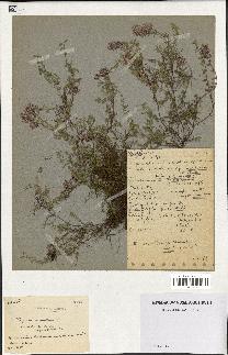 spécimen de Thymus serpyllum