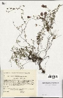 spécimen de Thymus serpyllum