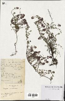spécimen de Thymus serpyllum