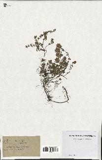 spécimen de Thymus serpyllum