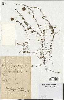 spécimen de Thymus serpyllum
