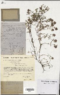 spécimen de Thymus polytrichus