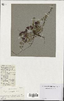 spécimen de Thymus polytrichus