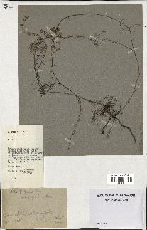 spécimen de Thymus polytrichus