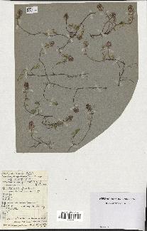 spécimen de Thymus polytrichus