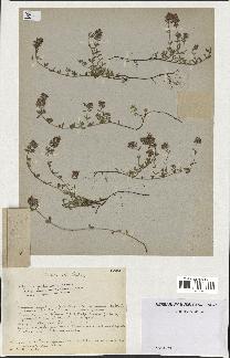 spécimen de Thymus polytrichus