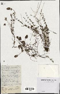 spécimen de Thymus polytrichus