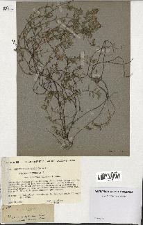 spécimen de Thymus polytrichus