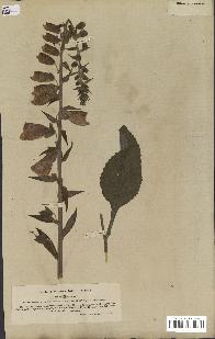 spécimen de Digitalis purpurea