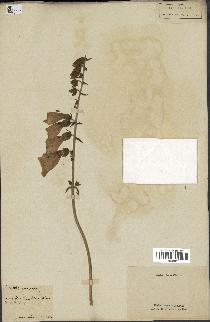 spécimen de Digitalis purpurea