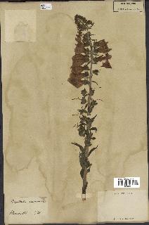 spécimen de Digitalis purpurea