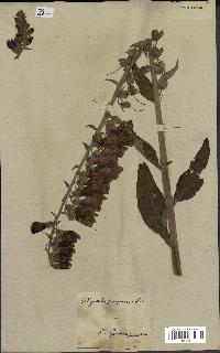 spécimen de Digitalis purpurea