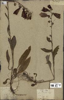 spécimen de Digitalis purpurea