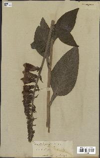 spécimen de Digitalis purpurea