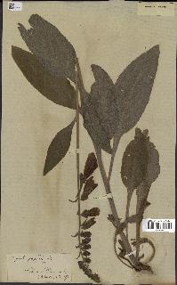 spécimen de Digitalis purpurea