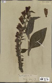 spécimen de Digitalis purpurea