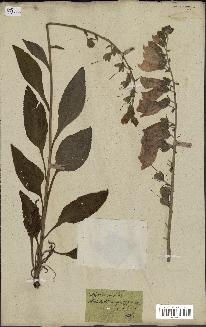 spécimen de Digitalis purpurea