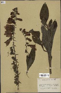 spécimen de Digitalis purpurea
