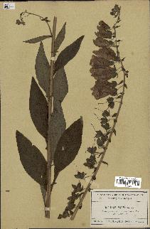 spécimen de Digitalis purpurea