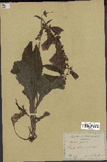 spécimen de Digitalis purpurea