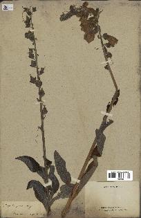 spécimen de Digitalis purpurea