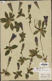 spécimen de Gentiana kochiana