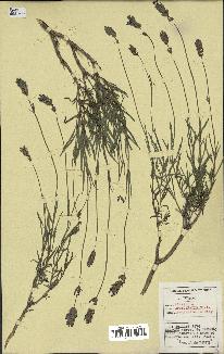 spécimen de Lavandula officinalis