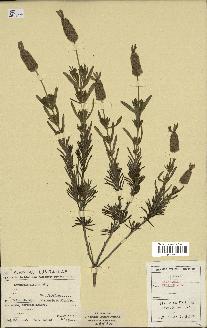 spécimen de Lavandula viridis