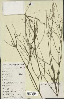 spécimen de Lavandula stricta