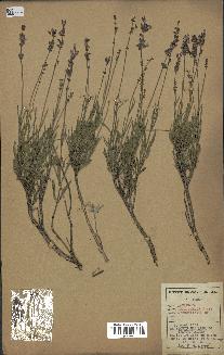 spécimen de Lavandula officinalis