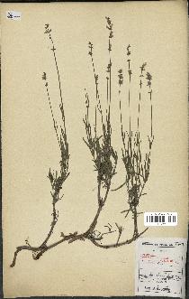 spécimen de Lavandula officinalis