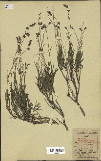 spécimen de Lavandula officinalis