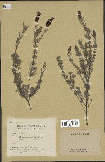 spécimen de Lavandula stoechas