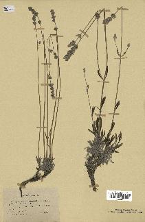 spécimen de Lavandula latifolia