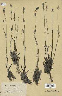 spécimen de Lavandula latifolia