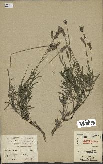 spécimen de Lavandula officinalis