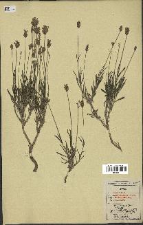 spécimen de Lavandula officinalis