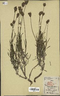 spécimen de Lavandula officinalis