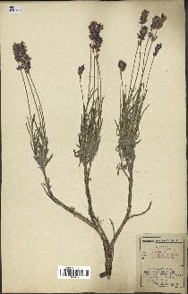 spécimen de Lavandula officinalis