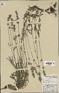 spécimen de Lavandula officinalis