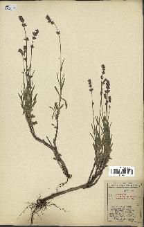 spécimen de Lavandula officinalis