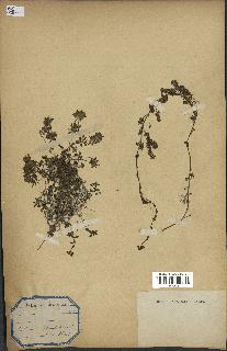 spécimen de Thymus serpyllum
